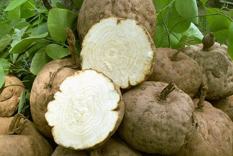 Group of pueraria mirifica with one sliced open, showing a white interior, against a green leafy background.