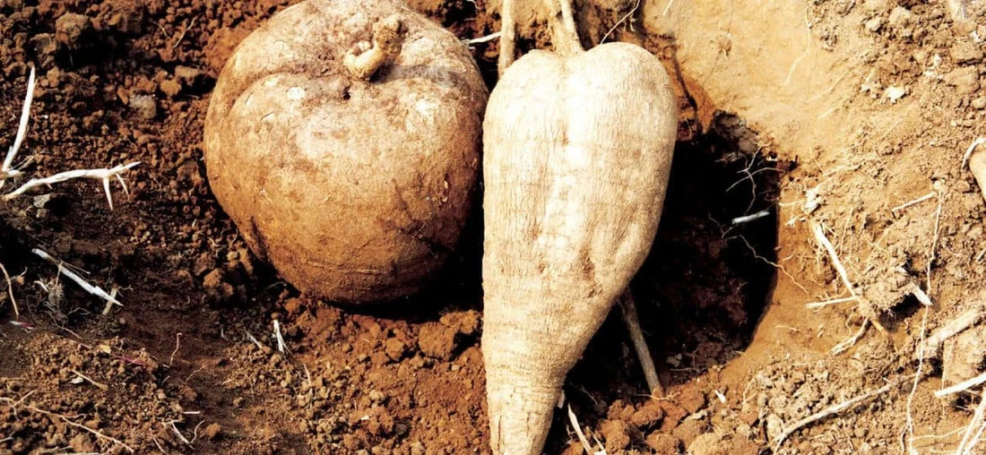 Two pueraria mirifica on the soil